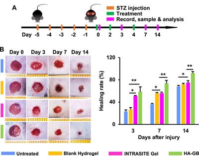 Local Administration of Ginkgolide B Using a Hyaluronan-Based Hydrogel Improves Wound Healing in Diabetic Mice